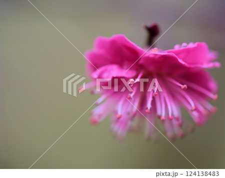 雨の3月に咲いた紅梅「緋の司（ひのつかさ）」 124138483