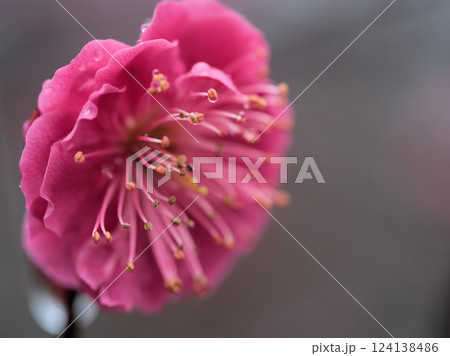 雨の3月に咲いた紅梅「緋の司（ひのつかさ）」 124138486