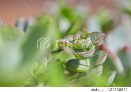 春まじかのグリーンセンター 124138622