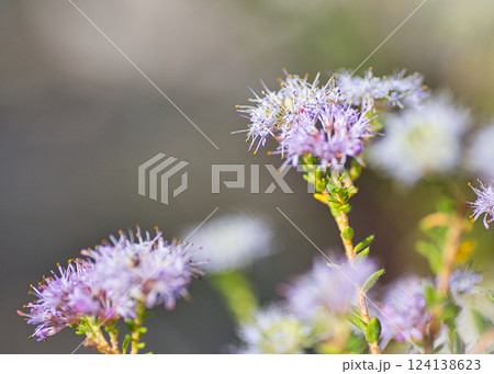 春まじかのグリーンセンター 124138623