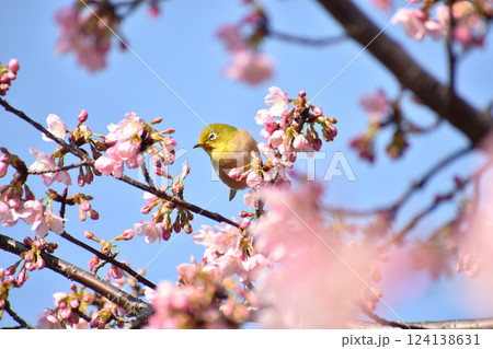 早咲きのピンクの桜とメジロ 124138631