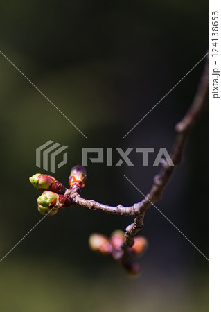 春まじかのグリーンセンター 124138653