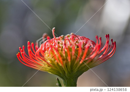 春まじかのグリーンセンター 春まじかのグリーンセンター 124138658