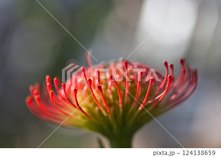 春まじかのグリーンセンター 春まじかのグリーンセンター 124138659