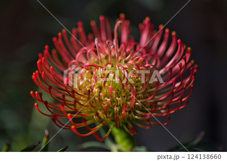 春まじかのグリーンセンター 春まじかのグリーンセンター 124138660