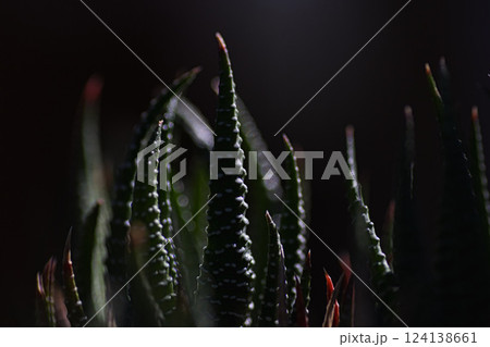 春まじかのグリーンセンター 124138661