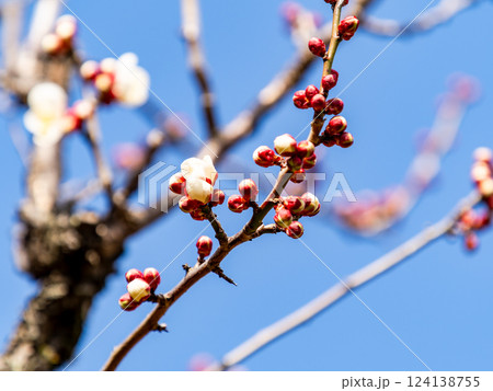 新春にいよいよ咲き始めた美しい梅の花 124138755