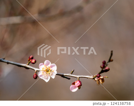 新春にいよいよ咲き始めた美しい梅の花 124138758