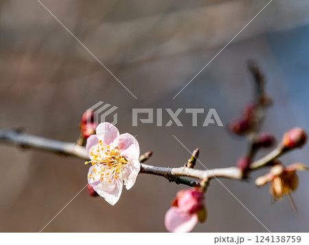 新春にいよいよ咲き始めた美しい梅の花 新春にいよいよ咲き始めた美しい梅の花 124138759