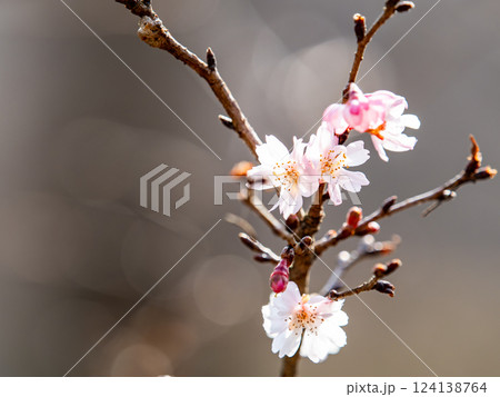 新春にいよいよ咲き始めた美しい梅の花 新春にいよいよ咲き始めた美しい梅の花 124138764