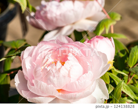 華やかに咲いたピンク色の美しいシャクヤクの花 124138828