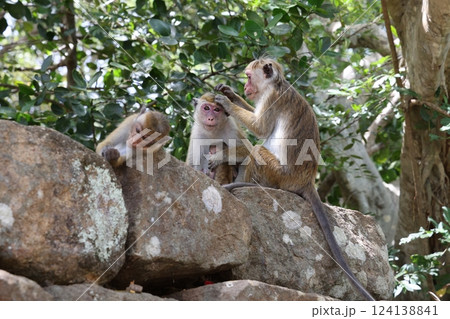 【スリランカ】トクモンキー 124138841