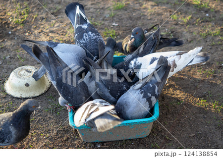 Bird feeding. Flock of pigeons eating food from bowl on sunny morning. Many pigeon birds pecking food from plate. bodies, wings, feathers, tails of many pigeon birds. Breeding birds pigeons. feathered Bird feeding. Flock of pigeons eating food from bowl on sunny morning. Many pigeon birds pecking food from plate. bodies, wings, feathers, tails of many pigeon birds. Breeding birds pigeons. feathered 124138854