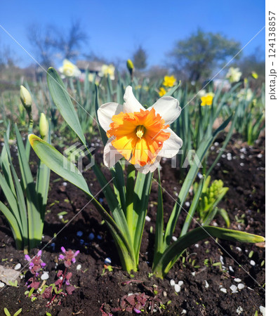 Narcissus close up. Beautiful flower with white orange petals, stamens and green leaves grows in ground on sunny spring day. Selection breeding. Artificially bred plant. Cultivated varietal daffodil 124138857