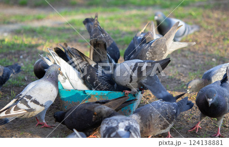 Bird feeding. Flock of pigeons eating food from bowl on sunny morning. Many pigeon birds pecking food from plate. bodies, wings, feathers, tails of many pigeon birds. Breeding birds pigeons. feathered Bird feeding. Flock of pigeons eating food from bowl on sunny morning. Many pigeon birds pecking food from plate. bodies, wings, feathers, tails of many pigeon birds. Breeding birds pigeons. feathered 124138881