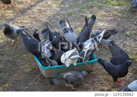 Bird feeding. Flock of pigeons eating food from bowl on sunny morning. Many pigeon birds pecking food from plate. bodies, wings, feathers, tails of many pigeon birds. Breeding birds pigeons. feathered 124138882