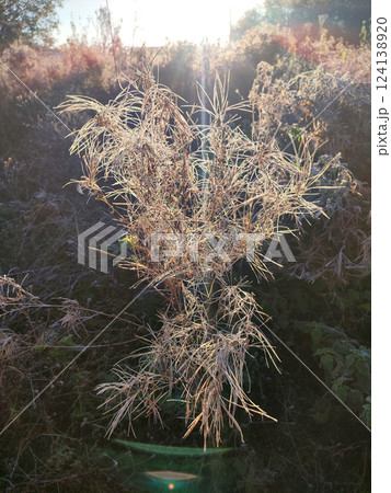 Wild field plant covered with white frost on a sunny frosty day in autumn close-up. Branches of a small bush plant covered with white frost illuminated by the shining sun in early in morning Wild field plant covered with white frost on a sunny frosty day in autumn close-up. Branches of a small bush plant covered with white frost illuminated by the shining sun in early in morning 124138920
