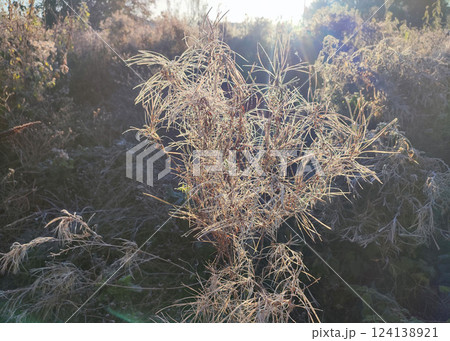 Wild field plant covered with white frost on a sunny frosty day in autumn close-up. Branches of a small bush plant covered with white frost illuminated by the shining sun in early in morning. Wild field plant covered with white frost on a sunny frosty day in autumn close-up. Branches of a small bush plant covered with white frost illuminated by the shining sun in early in morning. 124138921