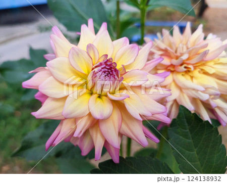 Beautiful blooming dahlia flower close up. A blooming flower with yellow pink petals collected in an inflorescence. Garden varietal flowers. Breeding and growing herbaceous plants flowers. Flower bed Beautiful blooming dahlia flower close up. A blooming flower with yellow pink petals collected in an inflorescence. Garden varietal flowers. Breeding and growing herbaceous plants flowers. Flower bed 124138932