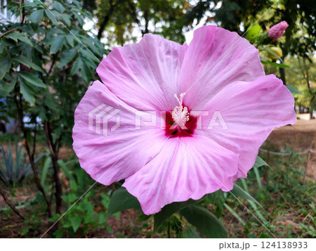 Herbaceous Hibiscus. Large blooming herbaceous hibiscus flower. Large pink petals collected in inflorescence with stamen. Beautiful blossoming flower of plant. Flower blooming. Breeding plants flowers Herbaceous Hibiscus. Large blooming herbaceous hibiscus flower. Large pink petals collected in inflorescence with stamen. Beautiful blossoming flower of plant. Flower blooming. Breeding plants flowers 124138933