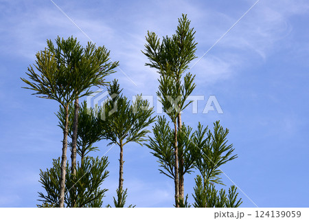 台杉と青空-1 124139059