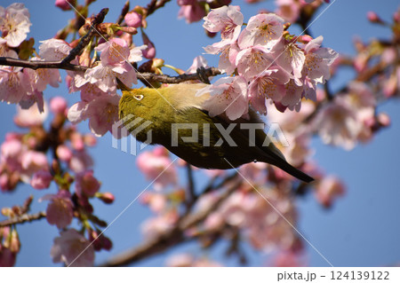 早咲きのピンクの桜とメジロ 124139122