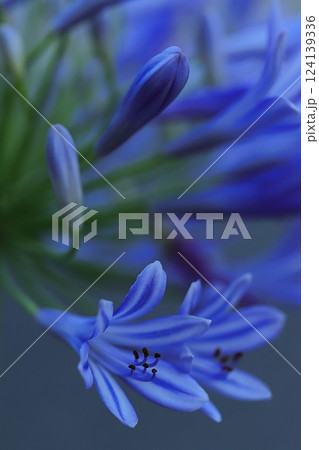 青いムラサキクンシランの花 青いムラサキクンシランの花 124139336