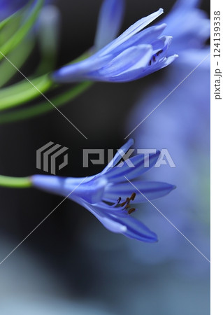 マクロでみるアガパンサス 124139338