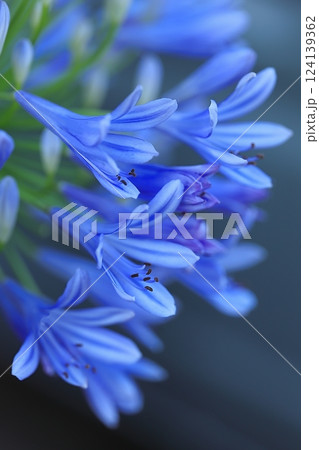 青いアガパンサスの花 124139362