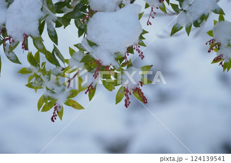 雪をかぶった木の枝 124139541