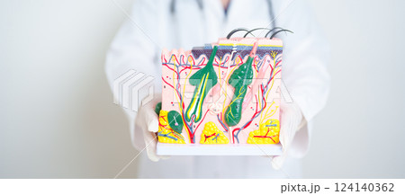 Dermatologist hand holding anatomy model of human skin with hair. Skin disease and Hair loss. Health care, Melanoma and skin cancer, Insurance, Dermatology treatment and Beauty consultation clinic 124140362