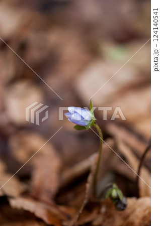 雪割草　青紫 124140541