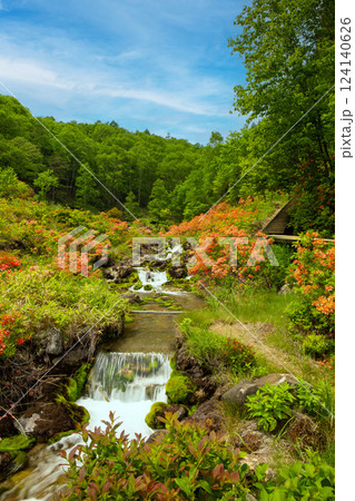 レンゲツツジが咲き誇るチャツボミゴケ公園（縦） 124140626