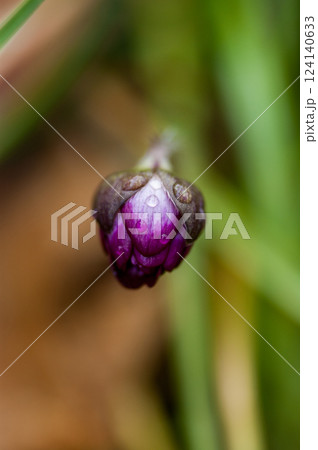 雪割草 赤紫 雪割草 赤紫 124140633