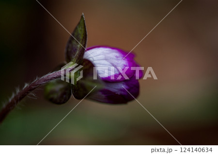 雪割草　赤紫 124140634