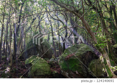 森と夏の木漏れ日　世界自然遺産屋久島 124140691