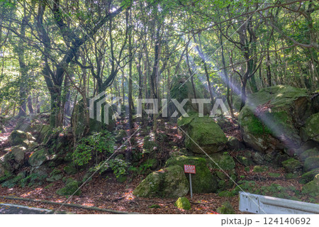 森と夏の木漏れ日　世界自然遺産屋久島 124140692