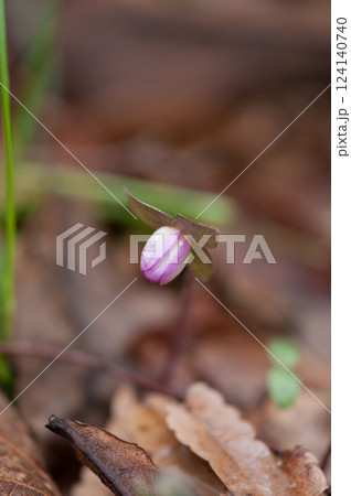 雪割草 ピンク 雪割草 ピンク 124140740