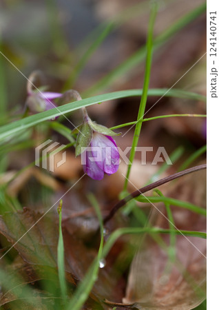 雪割草　ピンク 124140741