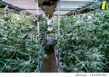 A lab technician evaluates plants and records findings in a cannabis greenhouse. 124140794