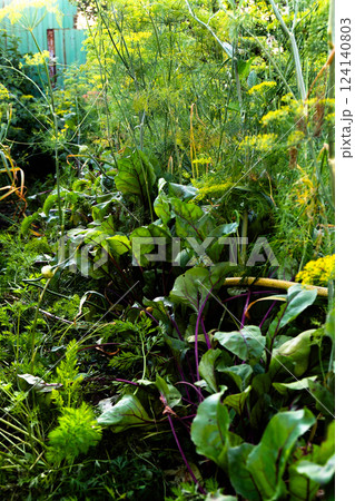 Colorful greens and earthy textures intertwine in this serene garden, highlighting summer's bounty. 124140803