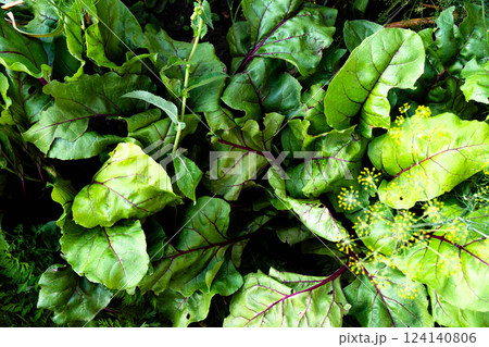 Lush green beet tops foliage thrives in a sunlit garden, offering a serene retreat for nature lovers. Lush green beet tops foliage thrives in a sunlit garden, offering a serene retreat for nature lovers. 124140806