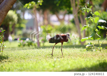 Glossy ibis wild bird, also known as Plegadis falcinellus walking on green lawn in summer 124140811