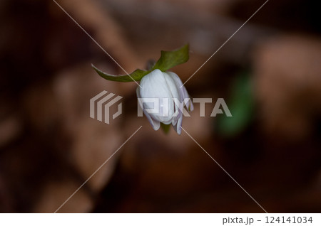 雪割草 白 雪割草 白 124141034