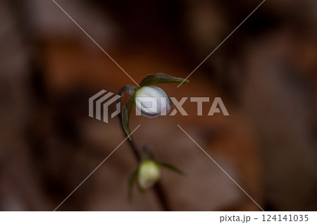 雪割草 白 雪割草 白 124141035