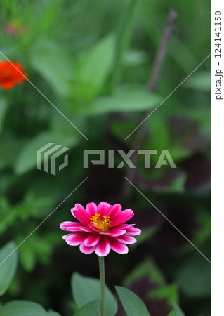 秋の花壇に咲くピンクのヒャクニチソウの花 秋の花壇に咲くピンクのヒャクニチソウの花 124141150