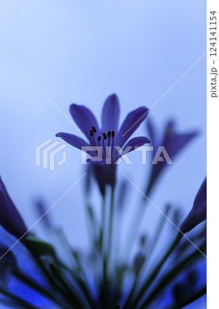 空を仰ぐムラサキクンシラン 124141154