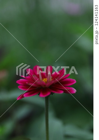 赤いヒャクニチソウ 赤いヒャクニチソウ 124141163