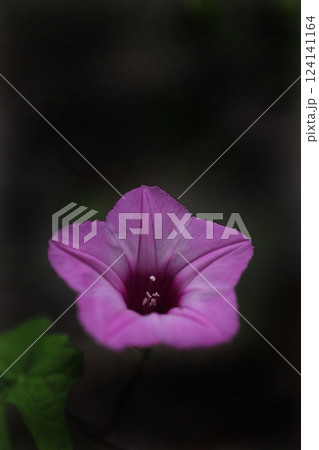 赤いホシアサガオの花 124141164