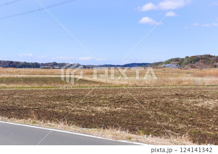 千葉県白井市カンナ街道2025年3月 124141342